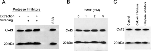 Figure 2 Protease inhibitors did not alter the production of the 20-kDa fragment of Cx43. Cx43-immunoreactive proteins were detected by Western blot in bEnd3 cell extracts. Samples were lysed in the presence of 1X Complete® protease inhibitor (with EDTA), 1 μ g/mL aprotinin and 1 mM PMSF. Panel A: the protease inhibitors were omitted, added only in the lysis and extraction step or added to both the cell scraping buffer and lysis buffer. In the last lane the cells were scraped in the presence of protease inhibitors and directly lysed in Laemmli sample buffer. In panel B the concentration of PMSF was varied from 0 to 5 mM. In Panel C the cells were scraped and lysed in buffers containing Complete®, aprotinin and PMSF as well as calpain inhibitors I and II (50 and 100 μ M, respectively) or caspase inhibitor II (20 μ M). The relative density of the 20-kDa band was not affected by the presence or absence of protease inhibitors.