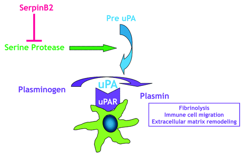 Figure 1. Macrophages express the components of the urokinase plasminogen activation system. Serine proteases activate pre-uPA (the uPA zymogen) to uPA, which then binds to uPAR, and efficiently activates plasminogen to the enzyme plasmin, localizing it to the plasma membrane. Plasmin is important to a number of functions including immune cell migration. By inhibiting uPA, serpinB2 can block plasminogen activation.