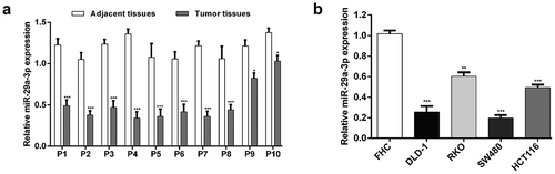 Figure 1. MiR-29a-3p was down-expression in CRC.Quantitative reverse transcription PCR was performed to examine the expression level of miR-29a-3p in ten pairs of CRC tissue samples compared with matched adjacent tissues (a, *p < 0.05, ***p < 0.001) and different cell lines (b, **p < 0.01, ***p < 0.001).