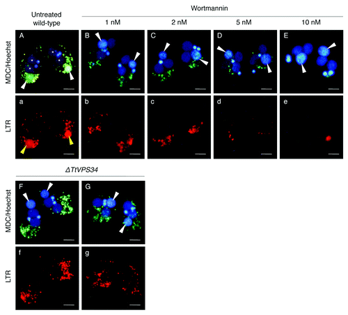 Figure 5. Effects of wortmannin or knockdown of TtVPS34 on autophagic/lysosomal events during PND. Conjugating cells at 8 h were stained with a combination of MDC (upper) and LTR (lower). Hoechest was also used to visualize nuclei (upper panels). (A, a) Untreated wild-type cross. (B, b–E, e) Wild-type crosses treated with various concentrations of wortmannin ranging from 1 to 10 nM. (F, f) TtVPS34∆ crosses with both the parental macronuclei localized at the anterior region of the cells. (G, g) TtVPS34∆ cross with the parental macronuclei localized at middle (left) and posterior regions of the cytoplasm. White arrowheads, parental macronucleus; asterisks, developing new macronuclear anlagen. Scale bars: 10 μm.