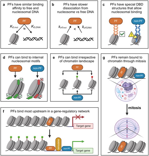 Figure 1. Some evidence suggests that PFs are a unique subset of TFs. (a) The apparent binding affinity of PFs for target sites on nucleosomes (KD,nuc) is similar to that of free DNA (KD,DNA). (b) some PFs have a stronger binding affinity for nucleosomal sites due to a dissociation rate compensation mechanism, where the nucleosomal off-rate (koff,nuc) is lower than the off-rate from free DNA (koff,DNA). (c) many PFs possess unique structural features in their DBDs that can better accommodate nucleosome substrates. (d) PFs are able to target internal nucleosomal motifs, like those at the dyad, while non-PFs primarily target motifs on free DNA or at the nucleosome entry-exit site. (e) PFs can target nucleosomal sites irrespective of the underlying chromatin landscape, whereas the binding of non-PFs tends to be inhibited at unmodified and repressive (red) sites but permitted at activating (green) sites. (f) PFs are the first TFs to bind to cis-regulatory elements that initiate gene regulatory events. Non-PFs tend to bind more downstream. (g) PFs can remain bound to chromatin throughout mitosis, whereas non-PFs dissociate from mitotic chromosomes.