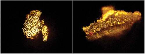 Figure 3. Images of abaca fibers through scanning electron microscopy (200 µm).