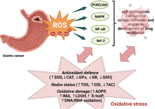 Figure 12. Results of activation of ROS-inititated signalling mechanisms.