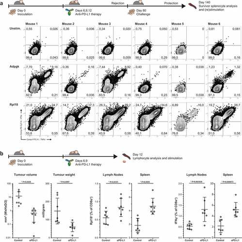 Figure 4. Dominant Rpl18-specific CD8+ populations in immunologically protected mice through PD-L1 checkpoint blockade therapy. (a) Mice bearing palpable tumors 6 days after inoculation with MC-38 tumor cells were injected thrice with anti-PD-L1 in a three-day interval to induce complete tumor control. At eighty days post inoculation, mice were re-challenged with MC-38 to confirm immunological protection. Tumor-specific T cells were expanded through co-culture with irradiated MC-38 tumor cells for one week and analyzed by peptide-loaded dendritic cell stimulation o/n (n = 6). (b) A shortened treatment schedule was used to analyze Rpl18-specific T cells in mice during tumor regression (left panel). At twelve days post challenge, lymphocytes specific for Rpl18 neo-epitope were observed in spleens and LN’s through tetramer staining (middle panel) and ICS (right panel). Anti-PD-L1 treatment increased Rpl18-specific T cell frequencies in both lymphoid organs (n = 7, statistical significance was determined with student’s t test, representative results of two independent experiments).