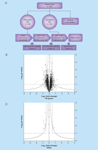 Figure 1.  Selection of candidate genes by cDNA microarray analysis.(A) Strategy to find biomarkers is schematically shown. First, DEGs were screened by cDNA microarray and the expression levels of screened genes were verified by quantitative RT-PCR using 30 glioblastoma multiforme patients in a discovery set. Second, these verified DEGs were validated using different 23 GBM patients in a validation set. Finally, only SDC-4 was identified as a biomarker. (B) A volcano plot was generated. Each dot corresponds to one gene. X- and y-axes indicate fold change (log2[short/long]) of signal intensities of individual genes and the statistical significance (-log10[p-value]) of the difference in the signal intensities of individual genes between long- and short-term survivors, respectively. Dashed line indicates y = |x|–1, y = 1 and |x| = 0.5. (C) Thirty-two candidate DEGs were extracted as described in the text. Gene names and their statistical evaluations are shown in Table 2.DEG: Differentially expressed gene.