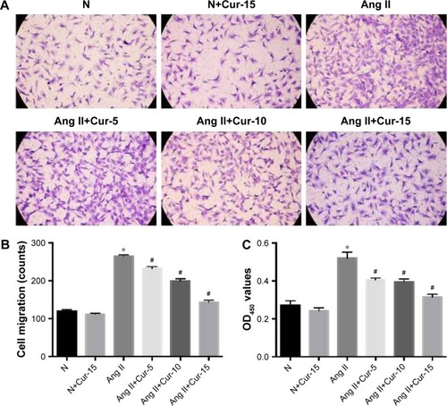 Figure 5 Effect of curcumin (Cur) on proliferation and migration in Ang II-treated cardiac fibroblasts (CFs).