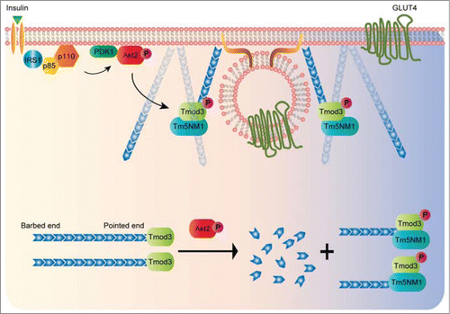 Figure 2. A proposed model of Akt2-mediated phosphorylation of Tmod3 in the regulation of cortical actin remodeling and GSV-PM fusion. In insulin-stimulated adipocytes, activated Akt2 functions as a signaling hub to activate a number of downstream effectors that are necessary for multiple steps of GLUT4 exocytosis. Release of G-actin from Tmod3 upon phosphorylation by Akt2 may provide a temporal and spatial supply of actin monomers to the local sites of exocytosis in order to facilitate the transient buildup of cortical actin at the periphery. The pairing of Tmod3 and Tm5NM1 may help define a specific population of actin filaments at the cell periphery to enable the process of GLUT4 vesicle fusion with the PM.