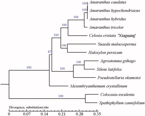 Figure 1. ML phylogenetic tree reconstruction of 13 species based on sequences from whole chloroplast genomes. GenBank accession numbers for each plant species are as follows: C. Cristata ‘Xiaguang’ (MK470118), Amaranthus tricolor (KX094399), Amaranthus hypochondriacus (MG836505), Amaranthus hybridus (MG836507), Amaranthus caudatus (MG836508), Haloxylon persicum (NC_027669), Mesembryanthemum (NC_029049), Agrostemma githago (KF527884), Silene latifolia (KT962040), Pseudostellaria okamotoi (MH879018), Suaeda malacosperma (NC_039180), Colocasia esculenta (NC_016753), and Spathiphyllum cannifolium (MK372232), with the last two species used as outgroups.