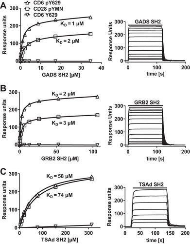 FIG 1 CD6 Y629 binds directly to the SH2 domains of GADS, GRB2, and TSAd. Equilibrium binding fitted curves and KDs (left) were derived from the sensorgram data (right) for 2-fold serial dilutions of GADS (35 μM) (A), GRB2 (106 μM) (B), and TSAd (314 μM) (C) SH2 domains over immobilized peptides. Background signals for proteins over streptavidin were subtracted.