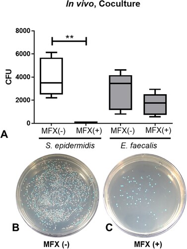 Figure 2. Survival assay of S. epidermidis and E. faecalis in in vivo co-culture after administration of 0.5% moxifloxacin (A). Representative bacterial culture plate images showing the distribution of the bacterial colonies on the absence (B) and presence (C) of moxifloxacin topical drops. Colour detection culture plates were used. E. faecalis are shown as blue colonies and S. epidermidis are shown as white colonies. **, p < 0.005, CFU, colony forming unit; MFX, moxifloxacin; MFX (+), moxifloxacin-treated; MFX (−), moxifloxacin-untreated.