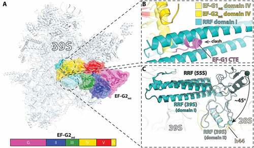 Figure 8. Cryo-EM structure of mitochondrial RRFmt and EF-G2mt bound to the 39S mitoribosomal subunit. (A) Overview of RRFmt and EF-G2mt bound to the 39S mitoribosomal subunit post-recycling (related to Fig. 4F) (PDB 7L20 [Citation115]). (B) Close-up view of RRFmt domain I interactions with EF-G2mt domain IV (gold). The structure shows that the C-terminal extension (CTE) of EF-G1mt (PDB 6VLZ, purple [Citation117]) would collide with domain I of RRF, preventing EF-G1mt from participating in the recycling step. (C) Superposition of RRFmt from the 55S class I structure (dark turquoise, PDB: 7L08) [Citation115] aligned by domain I on the class three complex with RRFmt (teal) and EF-G2mt (omitted for clarity) on the 39S, wherein RRFmt domain II is rotated approximately 45° toward the SSU and exhibits a collision with the superimposed h44.