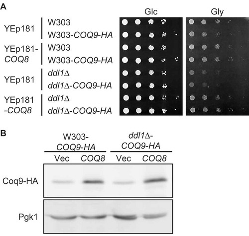 Figure 5. Amounts of Coq9-HA in the wild-type and the ddl1∆ strains in the presence or absence of COQ8 overexpression.(A) Growth of the wild-type and the ddl1∆ strains producing Coq9-HA. The wild-type W303-1A (W303), W303-1ACOQ9-HA (W303-COQ9-HA), ddl1∆, and ddl1∆COQ9-HA strains harboring YEplac181 (Vec) or YEp181-COQ8 (COQ8) were cultured in the SD medium to logarithmic phase and spotted onto the SD (Glc) or SGly (Gly) medium in 10-fold serial dilutions. Strains were cultured for 2 days on the SD medium or 3 days on SGly medium. (B) The W303-1ACOQ9-HA (W303-COQ9-HA) and ddl1∆COQ9-HA strains harboring YEplac181 or YEp181-COQ8 were cultured in the SD medium to logarithmic phase. Whole cell extracts were prepared and subjected to western blot analysis using anti-HA and anti-Pgk1 antibodies.