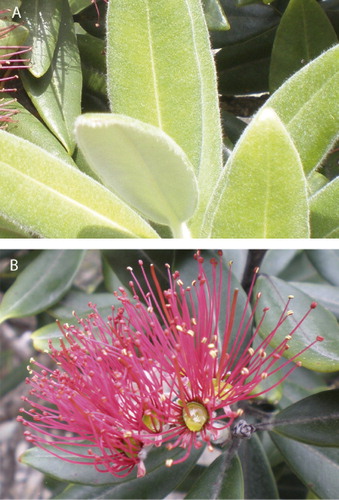 Figure 1 Some morphological features of Metrosideros excelsa. A, Metrosideros excelsa leaves densely clad with tomentum on both the upper and lower leaf surfaces. B, Metrosideros excelsa flower and inflorescence showing the arrangement of numerous scarlet stamens around hypanthium.