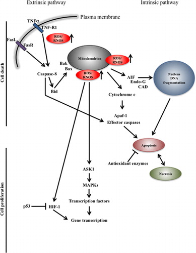 Figure 2. Schematic representation of pro-survival and cell death mechanisms in oxidative stress, respectively. Complex regulatory signals lead to cell death or proliferation. Cell decision is taken on the base of the levels and activity of antioxidant enzymes, level of ROS/RNOS and location. R, receptor; TNF, tumor necrosis factor; ASK1, apoptosis signal-regulating kinase 1; AIF, apoptosis inducing factor; MAPK, mitogen-activated protein kinase; CAD, caspase-activated DNase; Endo-G, endonuclease G; Apaf-1, apoptotic protease activating factor 1; HIF-1, hypoxia-inducible factor 1.