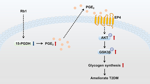 Figure 6 Graph illustrating how Rb1 administration prevents T2DM. Hepatic 15-PGDH expression level is decreased following Rb1 treatment, resulting in increased PGE2 levels in the liver. PGE2 binds to the prostaglandin E2 receptor EP4, leading to the phosphorylation and activation of AKT, which results in an enhanced phosphorylation level of GSK3β. The phosphorylated GSK3β promotes glycogen synthesis and ameliorates T2DM.