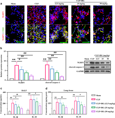 Figure 3. Hederagenin inhibits the activation of NLRP3 inflammasome in septic lung tissue. (a) Immunofluorescence staining of NOD-like receptor family pyrin domain containing 3 (NLRP3) and dual immunofluorescence staining of NLRP3 (red) and CD68 (green) in the different groups after CLP (Original magnification ×400, scale bar 50 μm). White arrows indicated positive staining. (b) Protein expression levels of NLRP3 and cleaved-caspase-1 in lung tissue were measured by western blot. Quantitative analysis of the blots was normalized to GAPDH. (c-d) Inflammatory cytokine levels were detected in the BALF (c) and lung samples (d). Results were presented as mean ± standard deviation, n = 6. **P < 0.01 versus Sham group; #P < 0.05 versus CLP group; ##P < 0.01 versus CLP group.