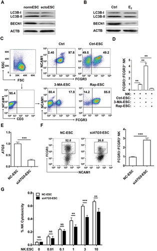 Figure 2. The low autophagy of ESCs leads to the high level of FCGR3− NK cells in vitro. (a) The expression of LC3B and BECN1 in normESC (n = 6) and ectoESC (n = 6) was analyzed by western blotting. (b) The expression of LC3B and BECN1 in normal ESC (n = 6) treated with or without 17β-estrogen (10−8 M) was analyzed by western blotting. (c,d) After coculture with Ctrl-ESC, 3-MA-ESC or Rap-ESC for 48 h, the ratio of FCGR3−:FCGR3+ NK cells (n = 6) was analyzed by FCM (one-way ANOVA). (e) The ATG5 mRNA levels in NC-ESC and siATG5-ESC by RT-PCR (Student t test). (f) After coculture with NC-ESC and siATG5-ESC for 48 h, the ratio of FCGR3−:FCGR3+ NK cells (n = 6) was analyzed by FCM (Student t test). (g) NK cells (n = 6) were cocultured with NC-ESC or siATG5-ESC for the cytotoxicity assay at different T/E ratios (1:100, 1:10, 1:1, 3:1 or 10:1) for 4 h (Student t test). E2, 17β-estrogen; Ctrl-ESC, normal ESCs; 3-MA-ESC, normal ESCs pretreated with 3-MA (10 mM) for 4 h; Rap-ESC, normal ESCs pretreated with rapamycin (1 mM) for 4 h. NC-ESC, Control ESCs transfected with control lentivirus; siATG5-ESC, ATG5-silenced ESCs transfected with ATG5 lentivirus. Data are expressed as the mean± SEM. **P < 0.01 and ***P < 0.001. NS, no statistical difference.