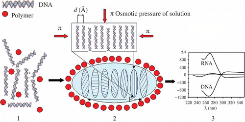 Figure 1. The formation of a particle of ds NA CLCD. Polymer molecules are shown by filled red circles (1) and the DNA CLCD particle is encircled by an oval (2); π means osmotic pressure of the solution (red arrows); ordering DNA molecules in one quasinematic layer is illustrated (2). ds DNA molecules (1) in subsequent layers (2) are located at distance d, which depends on the osmotic pressure of the solution. The formation of CLCD particles is characterised by spatially twisted packing of neighbouring layers of DNA (or RNA) molecules and is accompanied by the appearance of an abnormal negative band in the circular dichroism (CD) spectrum in the case of DNA and abnormal positive band in the case of RNA, located in the absorption region of nitrogen bases (3).