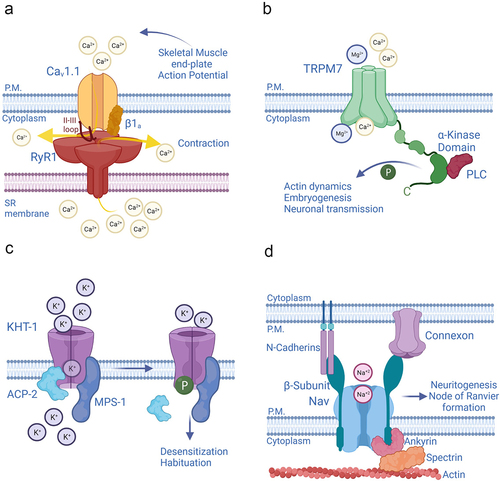 Figure 1. Ion channels exercise non-ionic functions through multiple mechanisms (a) Channels perform non-ionic functions through physical coupling with other channels, or posses enzymatic domains in their α-subunits (b), or β-subunits (c). In addition to playing canonical regulatory roles, the β-subunits of Nav channels act as adhesion molecules that help forming cell-to-cell contacts, or link the actin cytoskeleton to the extracellular matrix, (d).