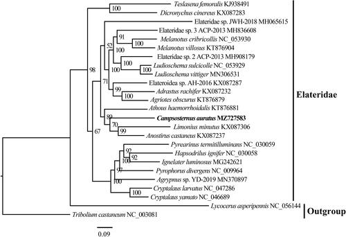 Figure 1. IQ-tree with the maximum likelihood method was constructed using 13 PCG sequence of C. auratus with 24 species of Coleoptera. The nodal numbers indicate the posterior possibility. Genbank accession numbers for the sequences are indicated next to the species names. The newly sequenced species are indicated in bold.