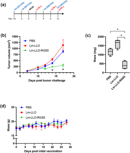Figure 2. Lm-LLO-RGS5 treatment safely restricts MC38 tumor growth. (a) Schedule for tumor challenge, Lm-based vaccination, and ICB. (b) Longitudinal tumor growth curves and (c) associated tumor wet weights at study end. (d) Whole body weights of experimental mice post initial vaccination. *P < .05, bars ± SEM. Abbreviations used: lm, Listeria monocytogenes; LLO, listeriolysin O.