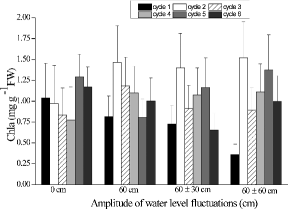 Figure8. Effects of four water-level fluctuation treatments (0 cm, 60 cm, 60 ± 30 cm, and 60 ± 60 cm) on chlorophyll a content in Acorus calamus. All the values are means of triplicates ± SD.