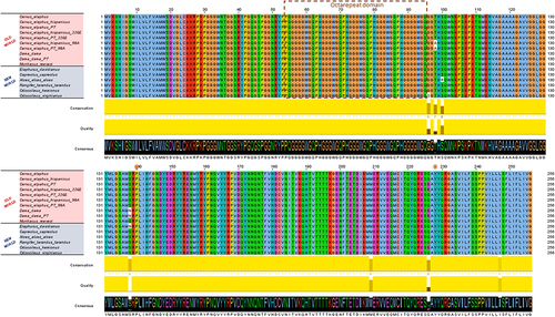 Figure 2. Protein sequence alignment of new and old world cervid showing conserved homology between species and other molecular conserved features.