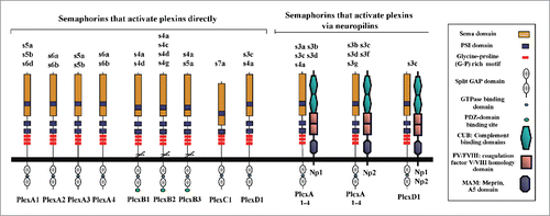 Figure 2. The interaction of the various vertebrate semaphorins with their neuropilins and plexin receptors. The different semaphorins are described using a 3 letter code in which the S stands for semaphorin, the number designates the subfamily, and the following letter designates the specific sub-family member. Thus, s3a stands for sema3A. The specific interactions between individual semaphorins and either single plexins or specific neuropilins are shown.