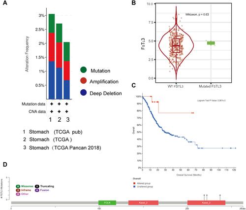 Figure 3 Genetic alterations in FSTL3 and their association with overall survival (OS) in gastric cancer (GC) patients (cBioPortal, n=1213). (A) Frequencies of FSTL3 mutations and copy number alterations (CNA) in the three datasets. (B) Expression of FSTL3 wild type and mutant genes. (C) Kaplan–Meier plots comparing Overall survival (OS) in individuals with and without FSTL3 gene alterations. (D) Mutation site profile of the FSTL3 gene.