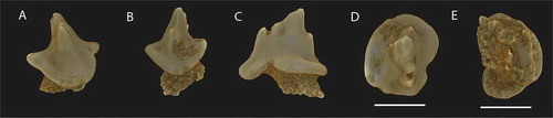 Figure 5. Reconstruction of teeth from a 3D data-set made with Drishti software of Mesetaraja maleficapelli gen. et sp. nov. NRM-PZ P16250, (A), labial; (B), lingual; (C), profile; (D), occlusal; (E), basal views.Note: Scale bar equals 1 mm.