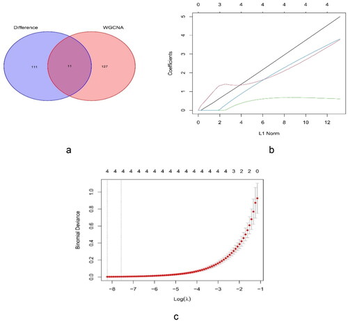 Figure 6. Identification of key genes. (a) Venn diagram for the cross genes using MCODE and WGCNA. (b) LASSO parameters of TGFB1, ENG, SNAI2, and NOTCH1 in FSGS. (c) The log (lambda) order was provided to create a parameter diagram. LASSO: least absolute shrinkage and selection operator.