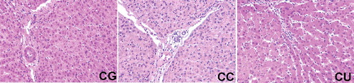 Figure 1. Effects of urantide injection on histological structure via HE staining (×100). (A) CG group; (B) CC group; and (C) CU: group. Massive cell necrosis and loss of hepatocyte architecture around the blood vessels were observed in CC group and urantide treatment extensively attenuated CCl4-induced hepatic histopathological damage.