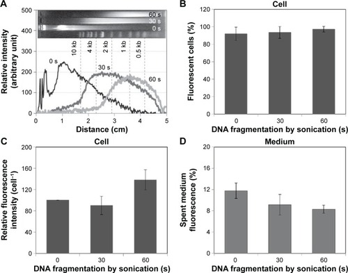 Figure 5 The effect of cargo DNA fragmentation on microsphere ingestion.Notes: Densitometry of DNA fragments prepared by sonication for 0 s, 30 s, and 60 s (A). Percentage (B) and relative fluorescence intensity (C) of fluorescent cells following treatment with FITC–dextran-containing microspheres containing fragmented DNA prepared by sonication for 0 s, 30 s, and 60 s. Fluorescence intensity of the replenished media after 24 hours (D).Abbreviations: FITC, fluorescein isothiocyanate; s, seconds.