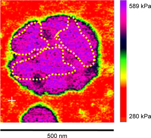 Figure S3 AFM elastic map of another area of the liposome/PC samples.Notes: The image reveals a more complete picture of the mechanical properties of the particle aggregates. In detail, the image shows three different regions imputed to the presence of a cluster of three particles (yellow dotted line).Abbreviations: AFM, atomic force microscopy; PC, protein corona.