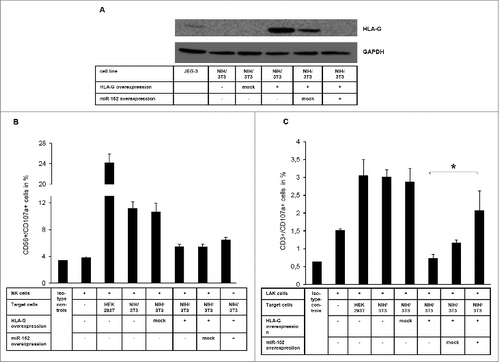 Figure 2. Association of miR-152-mediated regulation of HLA-G expression with altered NK and LAK cell cytotoxicity (A) Characterization of the murine NIH/3T3 transfection system expressing human HLA-G (CDS and 3'-UTR) and miR-152 by Western Blot. (B & C) CD107a degranulation assay applying human NK cells (B) and LAK cells (C) as immune effector cells and a murine NIH/3T3-based transfection system expressing human HLA-G and miR-152 as target cells. The NIH/3T3 transfectants are lysed HLA-G dependent by the immune effector cells (E:T ratio is 10:1).