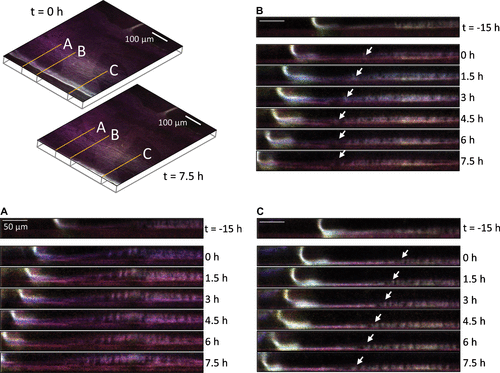 Figure 2. Autofluorescent images highlighting lateral growth of the leading edge with respect to the striated layers. The upper left panel shows autofluorescence at two time points (t = 0 and 7.5 h) with three different locations over which fluorescence was tracked. Lines A, B, and C correspond to cross-sectional x,z planes of fluorescence in panels A, B, and C. Panel A: striated bands show clear separation from underlying fluorescence. Panel B: discontinuities in the striated layers (white arrows). Panel C: leading striated layer advances in synchrony with leading edge of barnacle (white arrows).
