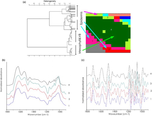 Figure 4. FTIR mapping of a cassava leaf section from CaSUT007 treated plants. (a) 2D HCA map performed using five clusters on the range of 1800–900 cm–1. Different clusters are encoded by different colors. (b) Representative original average spectra of the spectra cluster. (c) Representative second derivative average spectra of the spectra cluster.