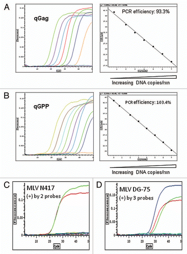 Figure 1 Detection of MLV-related sequences by multiple MLV specific Taqman qPCR assays. (A and B) Validation of MLV qGag and qGPP assays. XMRV VP62 containing plasmids as standard references were serially diluted in an range of 1 × 107 copies to one copy/reaction (copies/rxn) with salmon sperm carrier genomic DNA (100 ng/rxn) and detected in a quantitative range of over 6 logs by MLV qGag or qGPP PCR. The lowest detection limit is one to five copies of MLV 100 ng DNA. The validation of MLV qEnv for xenotropic MLV detection was described previously (see Materials and Methods). Note: validation of the third MLV assay, MLV qEnv, has already been published. (C) Detection of MLV N417 provirus by two viral probes in the DNA of late passage of MLV N417 virus-containing NCI-H60 culture. The DNA of late passage of NCI-H60 (50 ng) culture was strongly positive by qGPP (green) and qEnv (red) probes but not qGag (blue). These findings are consistent with the specificity of MLV N417 viral sequence present in the reference NCI-N417 cell line (Fig. S1 and Table 1). By contrast, the viral free early passage of NCI-H60 culture, pooled human WBC DNA and water controls were all negative by all three MLV qPCR assays. (D) Detection of MLV DG-75 provirus by all three viral probes in CAK1 pancreatic carcinoma xenograft line. The DNA of CAK1 cells (100 ng) was strongly positive by all three MLV qPCR assays as indicated as qGag (blue), qGPP (green) and qEnv (red) (Table 1). These findings are consistent with the specificity of the sequences which were identified in CAK1 and homologous (> 99.0%) with MLV DG-75 virus (Fig. S1 and 5). Water controls in triplets were negative in each assay.Rxn = reaction.
