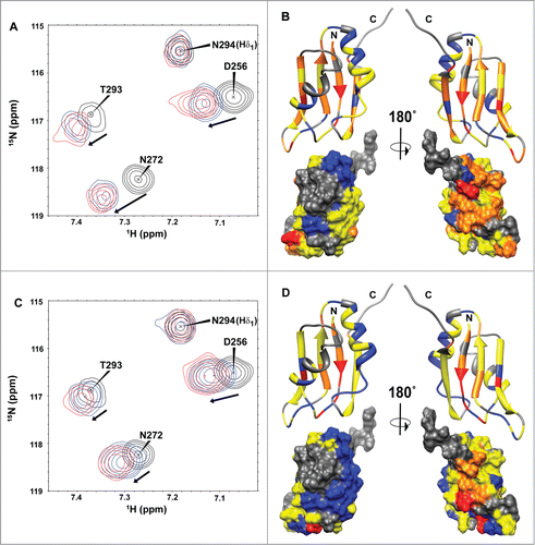 Figure 5. RNA binding of HuR RRM3 with the 5´-UUUUU-3´ (A,B) and 5´-AUUUA-3´ RNAs (C,D) by NMR. (A,C) Overlay of selected regions of the1H-15N-HSQC spectra of free HuR RRM3 (black) and bound to RNA oligos in a RNA:protein ratio of 2:1 (blue) and 4:1 (red). (B,D) Map of HuR RRM3 interface upon binding to RNA. RRM3 surface is rotated 180˚ around the vertical axis in each view. Residues are colored, according to Δδavg (ppm): blue for values< 0.025, yellow for 0.025 ≤ Δδavg ≤ 0.075 and orange for values > 0.075. Resonances broadened beyond the detection limit are colored in red. Prolines and unassigned resonances are indicated in gray.