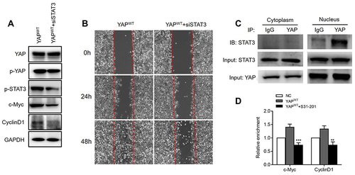 Figure 4 YAP interacted with STAT3 in nucleus forming a complex to transcriptionally regulate c-Myc and CyclinD1 to facilitate epithelial cell wound healing. (A) Western Blot analysis of YAP and STAT3 expressions in YAPWT and YAPWT+siSTAT3 FHC cells. (B) Scratch assay analysis of epithelial cell “wound healing” areas between YAPWT and YAPWT+siSTAT3 FHC cells at different time points. (C) Protein immunoprecipitation analysis of YAP and STAT3 interaction in cytoplasm and nucleus of FHC cells. (D) qPCR analysis of c-MYC and CyclinD1 ChIP with anti-STAT3 antibody in NC, YAPWT and YAPWT +S31-201 FHC cells. Data were presented as mean ± SEM, **P< 0.01, ***P< 0.001.