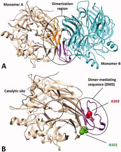 Figure 1. X-ray structure of bovine RPE65 (PDB code 3FSN). (A) The two monomers of the homodimer are shown in beige and cyan, with the corresponding dimer-mediating regions (DMS) coloured purple and orange, respectively. (B) A close up of a single monomer is shown, highlighting the distance of the catalytic site from the DMS, in which the two residues A393 and N302, associated with known missense mutations, are shown.
