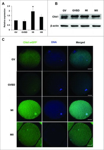 Figure 1. Expression and subcellular localization of Chk1 during porcine oocytes meiotic maturation. (A) Samples were collected after oocytes had been cultured for 0, 24 h, 28 h and 44 h, corresponding to GV, GVBD, MI and MII stages, respectively. Expression of Chk1 mRNA in different stage oocytes relative to that in GV oocytes. N = 3. (B) Proteins from a total of 300 oocytes were loaded for each sample. The molecular mass of Chk1 is 54 kDa and that of β-actin is 42 kDa. (C) Subcellular localization of Chk1-eGFP protein during porcine oocytes maturation. Bar = 25 μm.