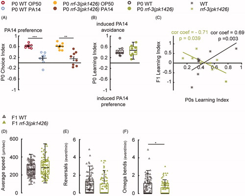 Figure 4. The RRF-3-pathway regulates intergenerational effects generated by 8-h parental training with PA14. (A–C) The rrf-3(pk1426) mutant P0s display wild-type choice indexes (A) and learning (B) after 8-h training with PA14; however, the learning indexes in rrf-3(pk1426) F1s do not positively correlate with their mothers’ learning (C), n = 8 biological replicates for each genotype. P0s and F1s are respectively tested in droplet assay and two-choice assay. (D–F) The movement speed (D), reversal rate (E) and the rate of omega bends (F) in wild-type (WT) F1s (n = 107 worms) and rrf-3(pk1426) F1s (n = 115 worms). For all, ***p < 0.001, **p < 0.01, *p < 0.05. Data are normally distributed in A (Mean ± SEM) and not normally distributed in B, D–F (box plots showing median, first and third quartile, whiskers extending to values within 2.7 standard deviations). More details in statistical analyses are in Supplemental Table 1.