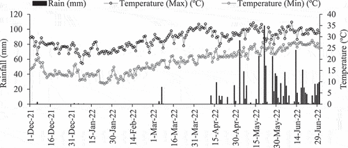 Figure 1. Weather data for Mymensingh’s muktagacha (2021–22; December-June); column graph indicates the amount of rainfall (mm) in the primary axis, while the line graph demonstrated the maximum and minimum temperature (red; maximum, blue; minimum) with secondary axis.