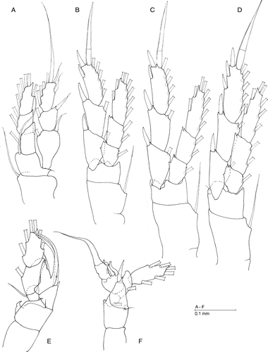 Figure 6.  Azygonectes plumosus sp. nov., male. (A) Leg 1; (B) leg 2; (C) leg 3; (D) leg 4; (E) left leg 5, posterior; (F) right leg 5, posterior.