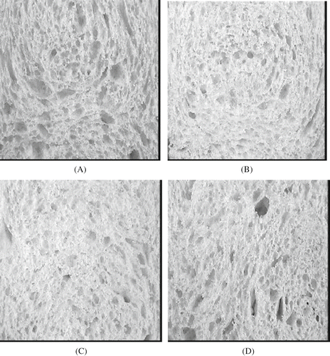 Figure 9 Effect of enzymes on crumb structure. (A) Control blank with large and elongated cells. (B) High xylanase, with smaller, less numerous and less elongated cells. (C) High xylanase and high peroxidase, with still small but a little more elongated pores. (D) High xylanase plus high glucose oxidase, with larger and elongated cells, close to the blank.