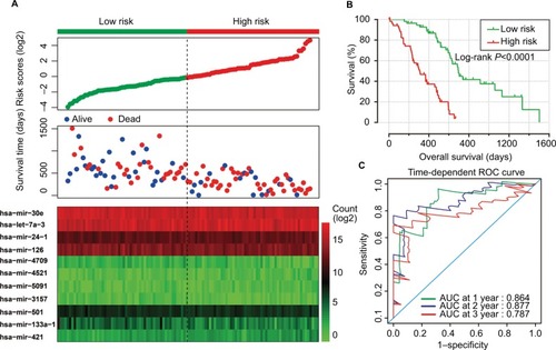 Figure 2 Prognostic risk score model analysis of 11 prognostic miRNAs in PDAC patients.Notes: (A) From top to bottom are the risk score, patients’ survival status distribution, and 11 prognostic miRNA expression heat maps for low- and high-risk groups. (B) Kaplan–Meier curves for low- and high-risk groups. (C) ROC curve for predicting survival in PDAC patients by the risk score.Abbreviations: miRNA, microRNA; PDAC, pancreatic ductal adenocarcinoma; ROC, receiver operating characteristic; AUC, area under curve.