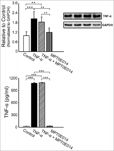 Figure 6. Effects of MPT0E014 on tumor necrosis factor (TNF)-α level. Compared to control and MPT0E014-treated groups, tumor necrosis factor (TNF)-α protein level was significantly higher in TNF-α with and without MPT0E014-treated cells (n = 5 independent experiments per group) and cell supernatants (n = 5 independent experiments per group). But TNF-α with and without MPT0E014-treated cells had similar level of TNF-α in cell lysate and cell supernatants. **P<0.01, ***P<0.01 analyzed by one-way repeated measures ANOVA with Fisher's LSD.