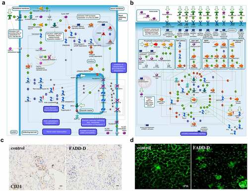 Figure 4. Proteomics analysis and Two-photon images. A-B, GeneGO pathway map showing changes in expression of proteins involved in the role of AVP in regulation of Aquaporin 2 and renal water reabsorption (A) and mTOR signaling pathway (B) upon FADD phosphorylation. The various proteins on this map are represented by different symbols (representing the functional class of the protein). Thermometers with blue or red shading next to symbols depict proteins identified in the present study: blue color represents proteins that were down-regulated in FADD-D renal tissue relative to control group; red color represents proteins that were up-regulated in FADD-D renal tissue relative to control group. C, Immunohistochemical analysis of CD31. Scale bar 50 μm. D, the state of glomerular capillaries after FITC injection under two-photon microscope (×400). Scale bar 75 μm.