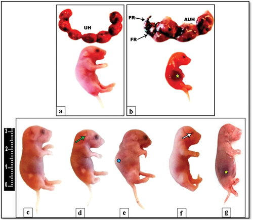 Figure 2. Photograph illustrating the uterine horns and congenital anomalies among the fetuses of control rat (a) and aborted IS (b) at 20th day of gestation. Note that the uterine horns (UH) and fetuses (image a) of control rats with normal anatomical pattern. On the other hand, a pronounced atrophied uterine horn (AUH) with partial fetus resorption (FR) appears in the IS rat (image b). Also, some fetuses from dissected IS rats at 20th day showing different morphological anomalies (images d–g) like microtia (green arrow), kyphosis (blue star), microphthalmia (white arrow) and subcutaneous hemorrhage in abdominal are (yellow star) with obvious hind limb paralysis. Image C representing the normal gross morphological pattern of fetuses taken from control.